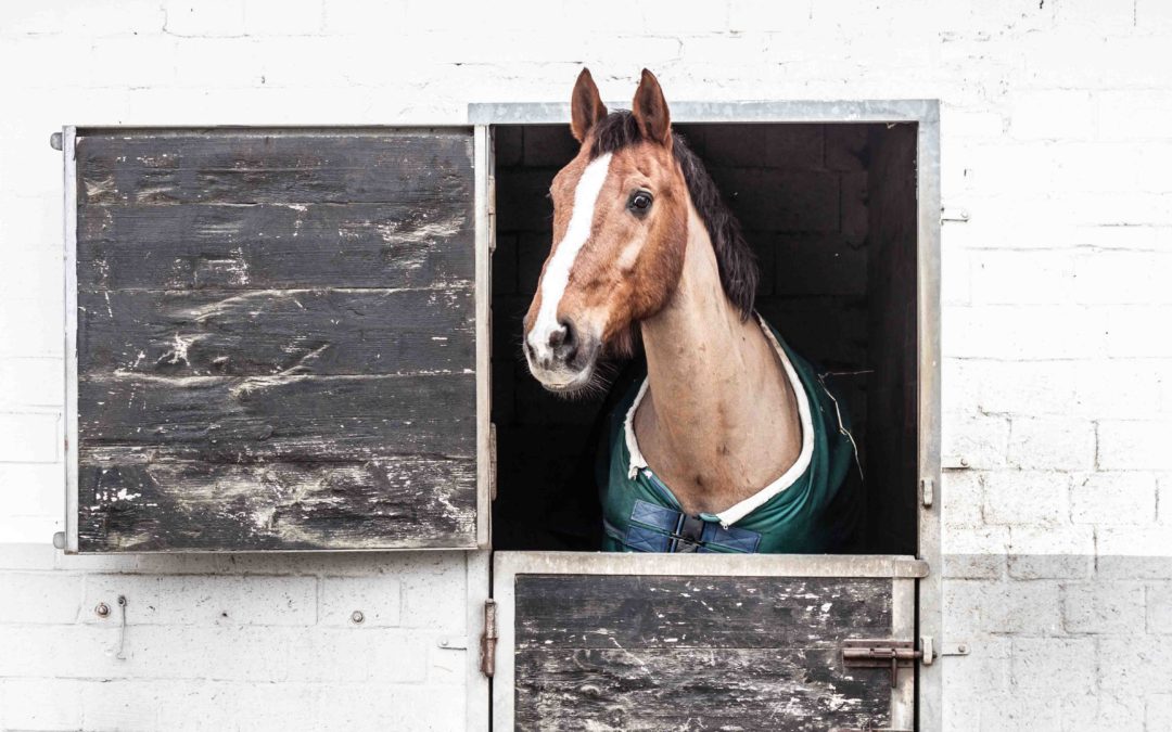 horse